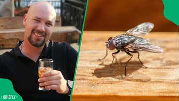 "Must be confused": Man shows fly's 'tongue' stuck to frozen chicken pack, SA pities insect