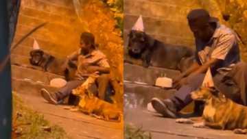 "Man's best friend till the end": Pet owner quietly celebrates emotional birthday with adorable dogs, internet cries buckets