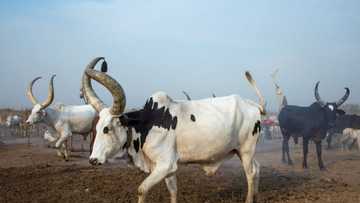 R3million for a bull: Farmers across South Africa fall in love with Ankole Breed