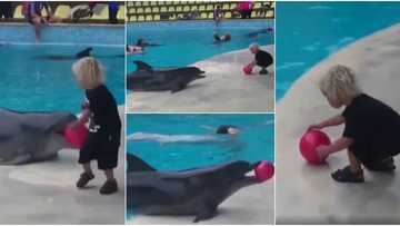Heartwarming video shows dolphin playing ball with little boy