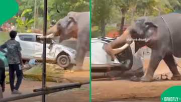 Elephant rampage at festival left one dead and sparked global concern over safety