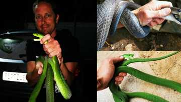 The Snake Man Jason Arnold bravely makes 2 mamba catches in just 10 minutes