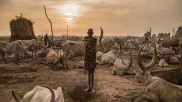 Heat stress could threaten health of one billion cows