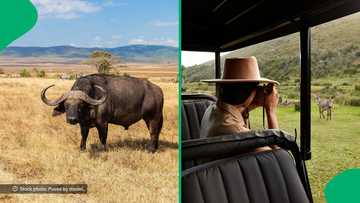 A viral video showed a buffalo attacking a safari car in the Masai Mara, stunning viewers with its intensity