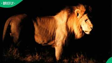 “This is wrong”: SA reacts after loose KZN lion is put down