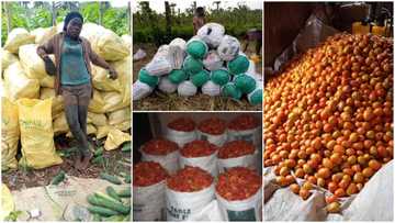Graduate turns to farming, shows off bountiful harvests of vegetables