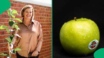 "Time, faith and patience": The Jan van Riebeeck apple makes a comeback in Cape Town