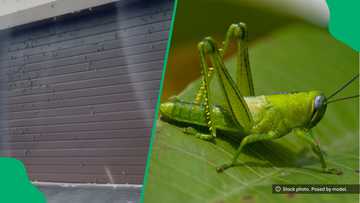 "That place always has an infestation": Grasshopper infestation at Marelden spooks SA