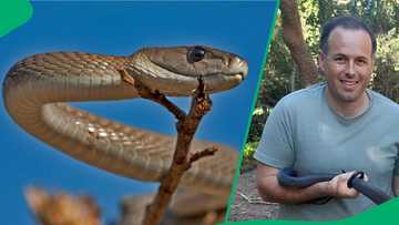 "Curled up on the battery": KZN snake handler removes 1.9m black mamba from car