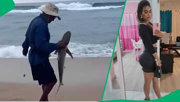 "This is scary": Multiple sharks caught at KZN beach after safety nets removed worry SA