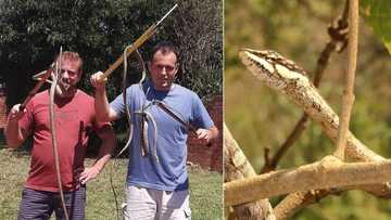 Snake rescuer Nick Evans catches 4 beautiful but lethal vine snakes, details the intriguing experience