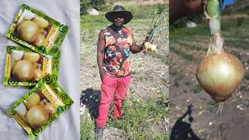 Man shares details of starting farm with 300 grams of onion seeds