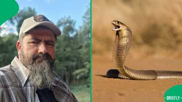 Barefooted man rescues snouted cobra in daring video, Mzansi reacts: "Very worried"