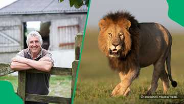 "There will be no farm attacks here": Free-State farmer gets lion to protect him from farm murders