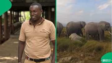 "Very sad to watch": Elephants gather to mourn dying family member, SA moved