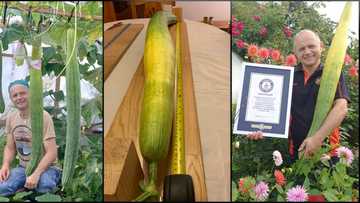 World's Longest Cucumber Record Broken by Polish Gardner with Wife's Help