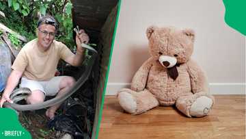 "Mr Teddy came to life": Snake rescuer finds black mamba in stuffed toy bear