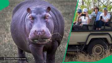 Hippo chases and tries to bite tourists on safari, TikTok video of animal attack garners 6.5M views