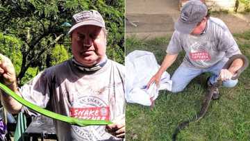 Snake catcher rescues 2 green mambas that feasted on a bird breeder’s 3 finches, also scores a black mamba