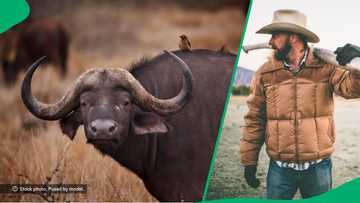 Buffalo kills millionaire hunting it on R150k+ safari trip in South Africa