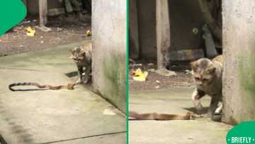 "Losing battle": Snake gets humbled by house cat in intense battle that has viewers on edge