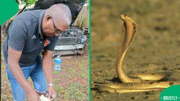 "It was on his neck": Family distressed by discovery of cobra in kids' bedroom
