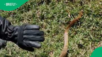 Snake expert sees cobra playing dead for 1st time in video