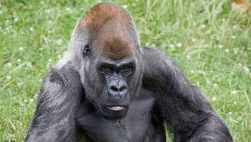 Ozzie: The World's Oldest Male Gorilla Dies Aged 61 at US Zoo