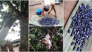 Man shows off perfect pears he plucked in his garden after fruit hawker insulted him