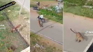 TikTok of leopard going after biker, 1 man and a dog get 42.5M views, video of savage animal attack has peeps in awe