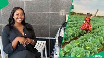 "Plough in intervals": Brits farmer fears mass cabbage production will go to waste, SA offers advice