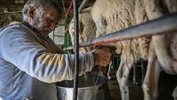 Celebrated Greek cheesemakers brought low by inflation