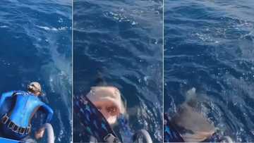 Shark close to biting woman ready to swim, TikTok video shows sea predator jumping out in hopes for snack