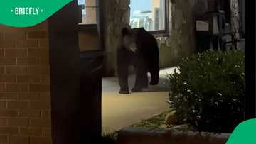 Bear overseas runs away after hearing voetsek in TikTok video