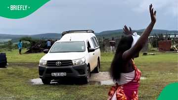 Family goes wild over arrival of lobola cows in TikTok video