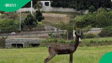 Rare black springbok Siya dies, leaving Kingswood Golf Estate community heartbroken