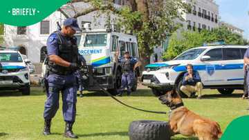 Cape Town's working dogs shine at city's first-ever K9 competition
