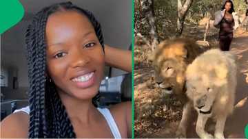 "What if they get hungry?": Woman walks with 2 lions, video surprises Mzansi