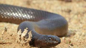 How to identify different snakes of South Africa