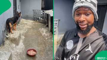 “Pure discipline”: Nigerian man shows obedience of a trained German Shepherd