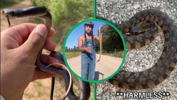 Brave Man finds 6 different snakes, touches 3 in viral TikTok video