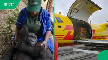 Rescued gorilla Bili gets a fresh start after incredible journey from Nigeria to Congo