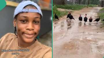 Lady runs with speed and fear as she's "chased" by 8 turkeys that blocked road