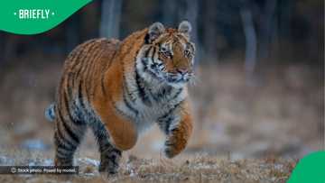 "So scared for her": Tiger grabs veterinarian through fence in TikTok video, viewers mortified