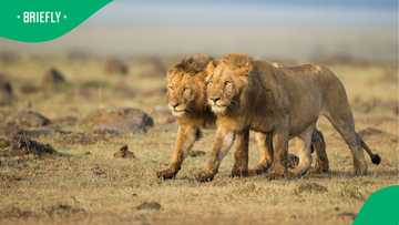 French circus lions start a new life in Africa: A heartwarming rescue story