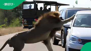 Kruger lion scares tourists after lioness rejects his advances