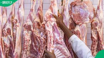 South Africa meat industry loses billions as governmental delays block new export markets