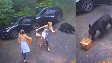 Bear scares the living hell out of unsuspecting lady in hectic clip but the beast only wanted snacks