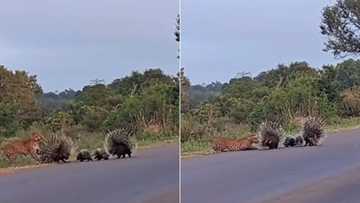 TikTok video of leopard trying to eat baby porcupines ends up in face off against its 2 parents