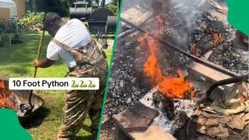 Man roasts 3-metre python over fire in TikTok video, viewers flabbergasted by dish